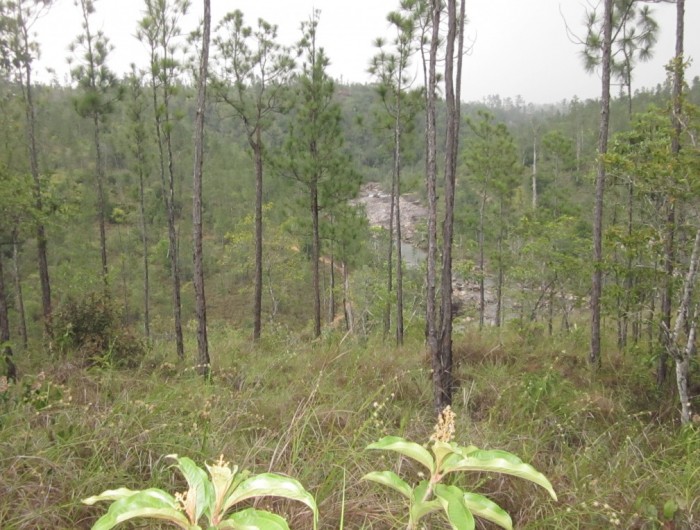 Land For Sale in Mountain Pine Ridge Sapphire Realty Sapphire Realty